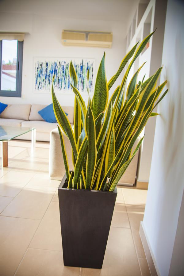 Infinite Blu Paphos